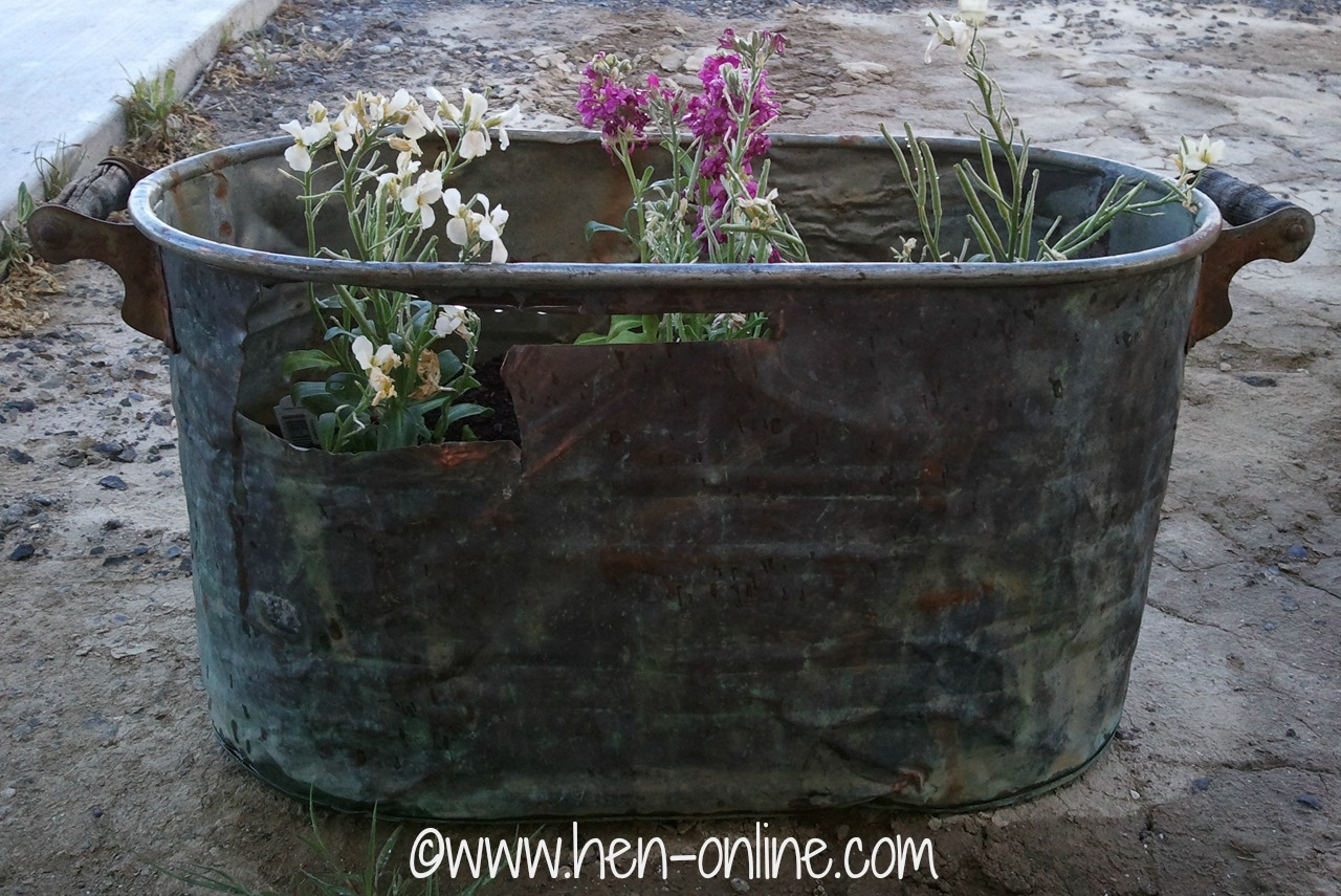 Old copper wash tub with flowers planted